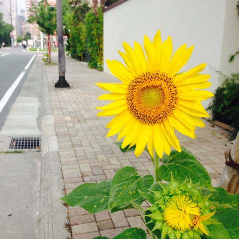 ひまわり
